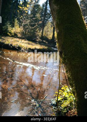 Moosbedeckter Baumstamm neben dem ruhigen Fluss Treppoja in einem sonnendurchfluteten estnischen Wald, Anfang Frühling Stockfoto