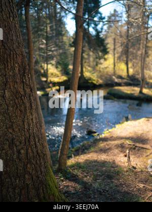 Treppoja-Kaskade auf einem Waldfluss, der von moosigen Baumstämmen eingerahmt wird, im Frühjahr, Grafschaft Harju, Estland Stockfoto
