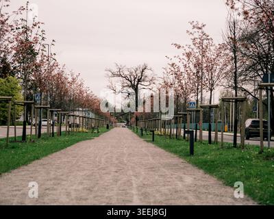 Von Bäumen gesäumter Kiesweg mit jungen Kirschbäumen im Frühling entlang einer Straße in Rakvere, Estland Stockfoto