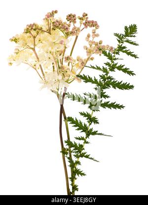 Nahaufnahme der Filipendula vulgaris-Blüte mit grünen Blättern, auch bekannt als Tropfkraut, eine zarte Wildblume, die häufig auf europäischen Wiesen zu finden ist, ideal für Stockfoto