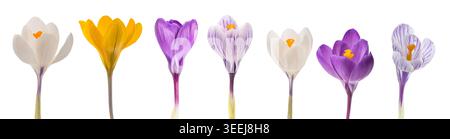 Set von verschiedenen Arten von Krokussen in verschiedenen Farben isoliert auf weiß Stockfoto