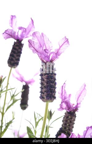 Spanischer Lavendel (Lavandula stoechas) Blumen isoliert auf weißem Hintergrund Stockfoto