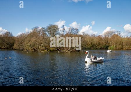 Junges Paar (Mann und Frau) auf einem schwanförmigen Tretboot auf einem Park See in einer waldreichen Umgebung an einem sonnigen Wintertag, Heaton Park, Manchester, England. Stockfoto