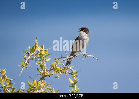 Männlicher sardinischer Gratler, Curruca melanocephala, singt von einem Dornstrauch vor blauem Himmel im Cape Greco Nationalpark, Zypern. Stockfoto