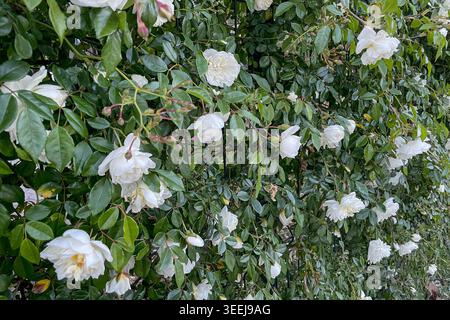 Rosa Hybrida Hybrid Teepflanze blüht zart schöne romantische weiße Blütenblüten Frühling Hintergrund Nahaufnahme Stockfoto