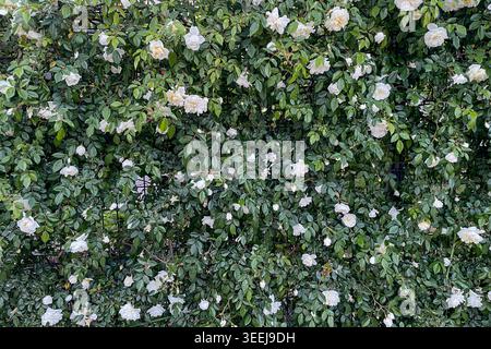 Rosa Hybrida Hybrid Teepflanze blüht zart schöne romantische weiße Blütenblüten Frühling Hintergrund Nahaufnahme Stockfoto