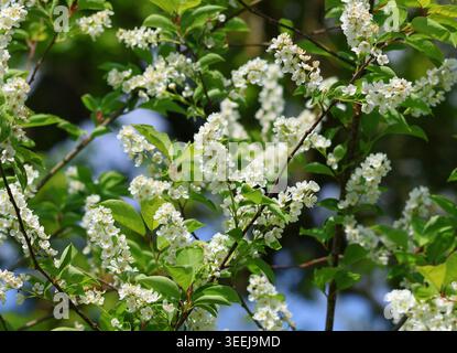 Eine Nahaufnahme der weißen Blüte von Prunus Padus, Bird Cherry Tree. Stockfoto