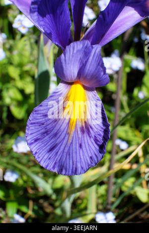 Nahaufnahme einer gelb-lila bärtigen Irisblume (Iris), die in einem maitanischen Garten blüht und eine komplizierte Blütenblattstruktur und leuchtende Farben zeigt. Stockfoto