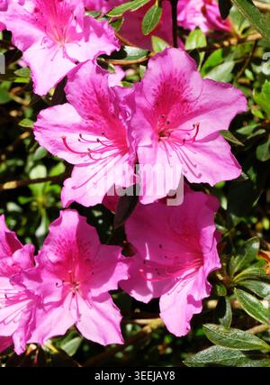 Lebhafte Ansammlung rosa Azaleen (Rhododendron Indicum) in voller Blüte, die in einem kornischen Garten wächst. Stockfoto