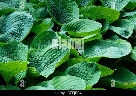 Voller Rahmen von üppigen, blau grünen costa Blättern (Hosta Sieboldiana 'elegans'), die dicht als schattenliebende, mehrjährige Bodendecke in einem englischen Garten wachsen. Stockfoto