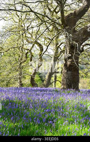 Blaue Frühlingsblumen von English Bluebells, Hyacinthoides non-scripta in einem Bluebell Holz UK April Stockfoto