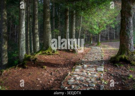 Gepflasterter Weg durch einen dichten Wald aus Tannen und Buchen. Teil des Rundwegs der Kapellen im Naturschutzgebiet Vallombrosa, Toskana Stockfoto