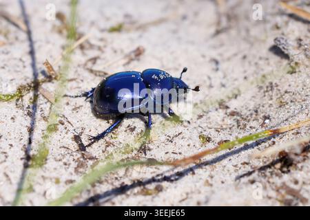 Frühling Dor Beetle ((Trypocopris vernalis) im Sand einer Düne mit Pflanzen Stockfoto