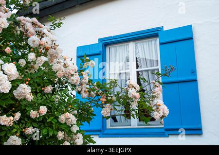 Französisches Ferienhaus in Burgund, mit typischen charmanten blauen Fensterläden, Rosen Rosa Albertine & weißen Hüttenwänden, Burgund Frankreich Stockfoto