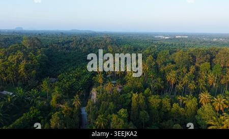 Üppige tropische Palmen bilden eine lebendige grüne Landschaft mit einer gewundenen Straße Stockfoto