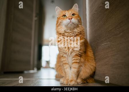 Langhaarige Ingwer Tabby Katze sitzt auf hölzernem Korridorboden, blickt mit wachem, neugierigem Ausdruck und fokussiertem Blick nach oben, gemütliches Haustierporträt Stockfoto