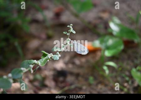 Die Seitenansicht eines weißen kleinen Schmetterlings, bekannt als Psyche (Leptosia Nina), liegt auf den Blüten einer Bergknotengraspflanze Stockfoto