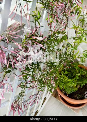 Rosafarbene Jasminblüten (Jasminum polyanthum) blühen im Frühjahr auf einem weißen Gitterzaun aus Holz. Stockfoto