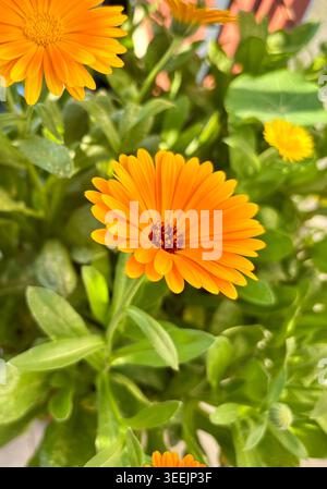 Nahaufnahme von hellorangefarbenen Ringelblumen, die an einem sonnigen Tag in einem Topf auf dem Balkon blühen. Natürliches grünes Blatt Hintergrund. Stockfoto