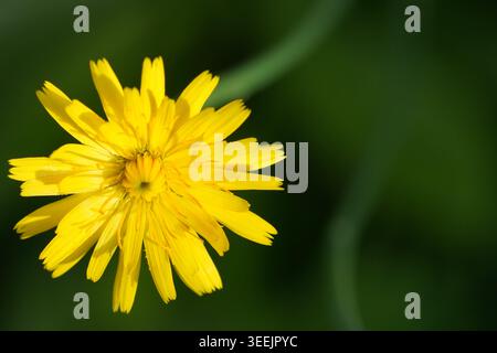 Imagen en primer plano de una flor de diente de León amarilla. Stockfoto