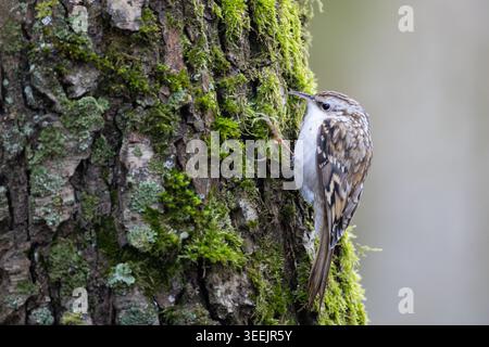 Eurasischer Baumstamm (Certhia familiaris) klettert auf moosbedeckten Baumstämmen im Waldhabitat, Nahaufnahme von Wildtieren Stockfoto