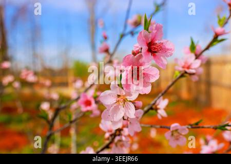 Pfirsichblüten mit rosafarbenen Blüten wachsen im Frühling auf Zweigen im Garten mit blauem Himmel. Stockfoto