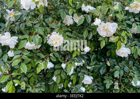 Rosa Hybrida Hybrid Teepflanze blüht zart schöne romantische weiße Blütenblüten Frühling Hintergrund Nahaufnahme Stockfoto