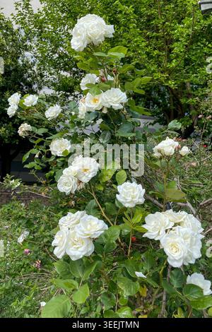 Rosa Hybrida Hybrid Teepflanze blüht zart schöne romantische weiße Blütenblüten Frühling Hintergrund Nahaufnahme Stockfoto