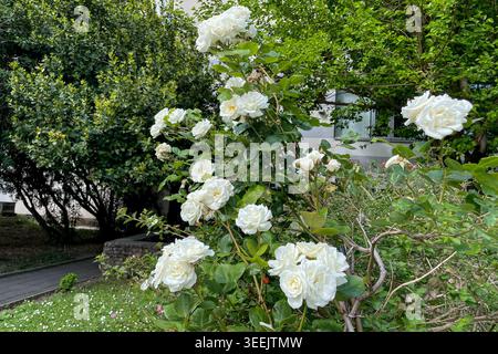 Rosa Hybrida Hybrid Teepflanze blüht zart schöne romantische weiße Blütenblüten Frühling Hintergrund Nahaufnahme Stockfoto