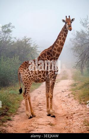 Südgiraffe (Giraffa giraffa) auf einer roten sandigen Safaristraße im frühen Morgennebel, Kruger-Nationalpark, Südafrika Stockfoto