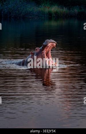 Flusspferde (Hippopotamus amphibius) mit weit geöffnetem Mund, die Stoßzähne zeigen, spiegeln sich in der Abenddämmerung auf dunklem Flusswasser, Südafrika Stockfoto