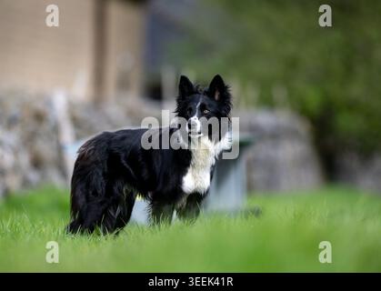 Schwarz-weiß-Border Collie Schäferhund. North Yorkshire, Großbritannien. Stockfoto