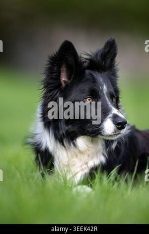 Schwarz-weiß-Border Collie Schäferhund. North Yorkshire, Großbritannien. Stockfoto