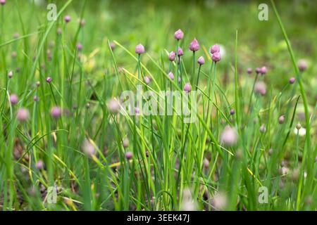 Violette Schnittlauchknospen, die im Gras wachsen. Nahaufnahme von violetten Schnittlauchblüten, die zwischen hohem grünem Gras wachsen und einen frischen Frühlingsgarten-Hintergrund schaffen. Stockfoto