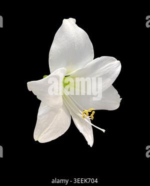 Nahaufnahme Weißes Hippeastrum oder Amaryllis Blume isoliert auf schwarzem Hintergrund mit Beschneidungspfad. Designelement für Postkarten, Grußkarten, Einladungen, Stockfoto