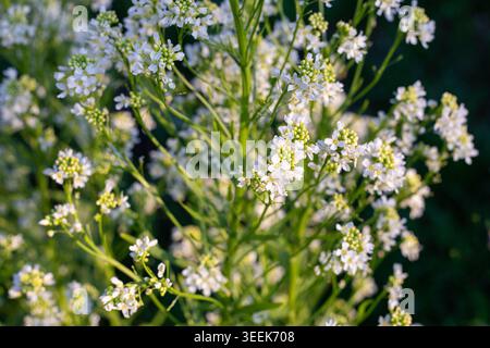 Nahaufnahme einer blühenden Meerrettichpflanze mit zahlreichen kleinen weißen Blüten, die sich bei natürlichem Sonnenlicht öffnen. Frühlingsblüte Stockfoto