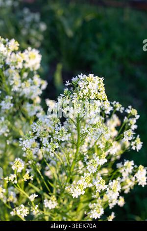 Nahaufnahme einer blühenden Meerrettichpflanze mit zahlreichen kleinen weißen Blüten, die sich bei natürlichem Sonnenlicht öffnen. Frühlingsblüte. Stockfoto