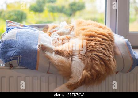Eine flauschige Ingwerkatze schläft friedlich auf einem blauen Kissen am Fenster. Haustierpflege, Haustier, Komfort zu Hause Stockfoto