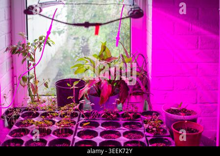 Junge Pflanzen und Setzlinge wachsen drinnen unter violetten LED-Lampen in der Nähe eines Fensters. Gartenbau im Innenbereich, Pflanzenanbau, Hausanbau. Stockfoto