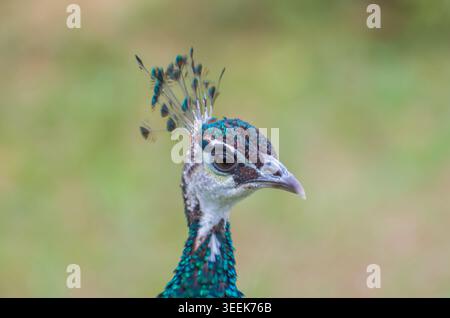 Detailgetreues Nahaufnahme-Porträt eines blauen Pfauens mit leuchtend schillernden Federn und eleganten Gesichtszügen mit weichem, unscharfem Hintergrund. Die im Stockfoto