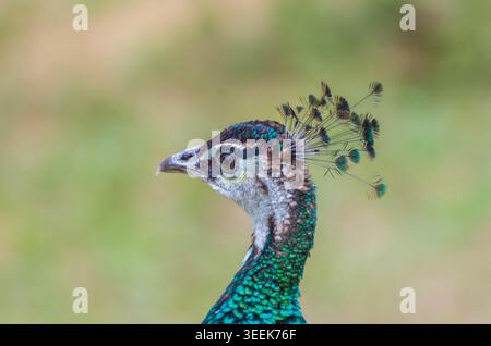 Detailgetreues Nahaufnahme-Porträt eines blauen Pfauens mit leuchtend schillernden Federn und eleganten Gesichtszügen mit weichem, unscharfem Hintergrund. Die im Stockfoto