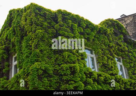 Komplett mit grünem Efeu gedeckte Wohnhausfassade in Wien, Österreich Stockfoto