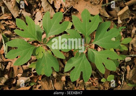 In Tennessee, USA, wachsen junge Sassafras in einem Waldwald mit leuchtend grünem Laub und markanten Blattformen Stockfoto