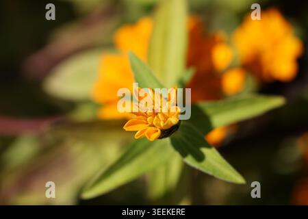 Nahaufnahme einer orangen Zinnia (Zinnia elegans) Knospe, die ihre Blütenblätter im Morgenlicht entfaltet. Die geringe Tiefe des Feldes isoliert die Blume Agave Stockfoto
