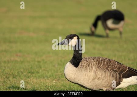 Kanadische Gans (Branta canadensis), die auf offenem Grasland warnt, mit einer weiteren Gänsefütterung im Hintergrund. Die Porträtkomposition betont p Stockfoto
