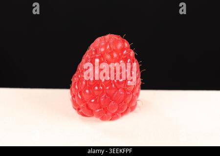 Himbeerfrucht (Rubus idaeus) isoliert auf einer neutralen Oberfläche vor schwarzem Hintergrund. Studio-Makrobild, das die zusammengesetzte Struktur zeigt Stockfoto