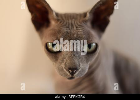 Nahaufnahme einer grauen Sphynx-Katze mit auffälligen grünen Augen, die vor neutralem Hintergrund direkt auf die Kamera starren Stockfoto