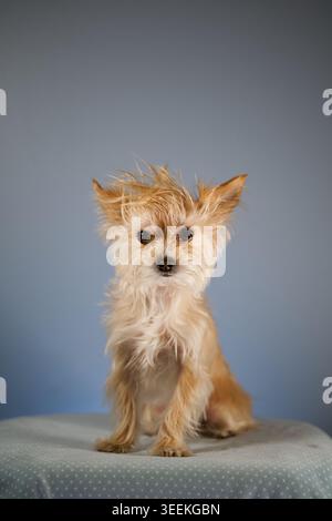Kleiner, schmutziger Terrier-Mix-Hund mit zerzaustem Sandfell, der aufrecht auf weißer Oberfläche sitzt und direkt auf die Kamera starrt, blau-grauer Hintergrund Stockfoto