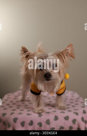 Nahaufnahme eines kleinen Terriermischhundes in einem gelben Hummelkostüm mit Bommeldetails, der direkt auf die Kamera auf einer rosa Herzdecke blickt Stockfoto