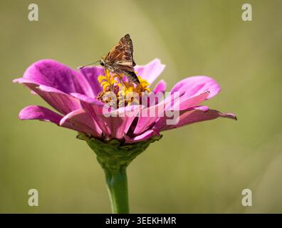Schmetterling trinkt aus einer rosa Wildblume auf einem offenen Feld am Chesapeake College in Wye Mills, Maryland, USA Stockfoto